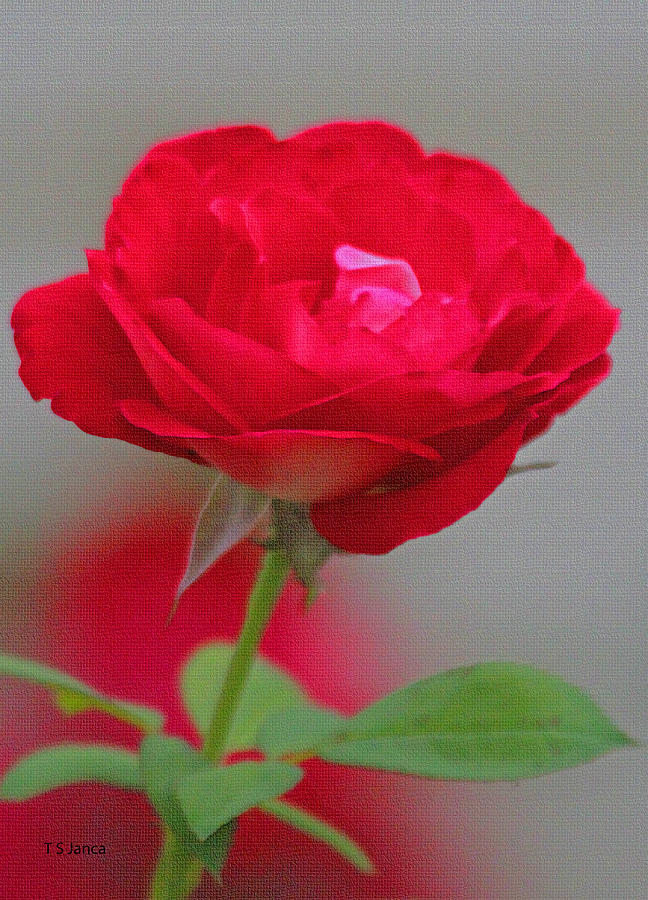 Soft Red Rose Photograph by Tom Janca