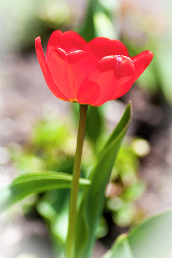 Nature Photograph - Soft Red Tulip by Alan Bland