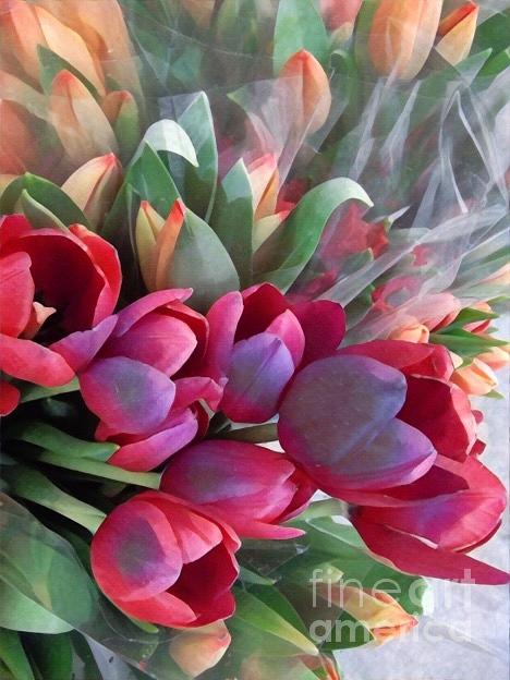 Soft Reds of Spring - Tulips Photograph by Miriam Danar