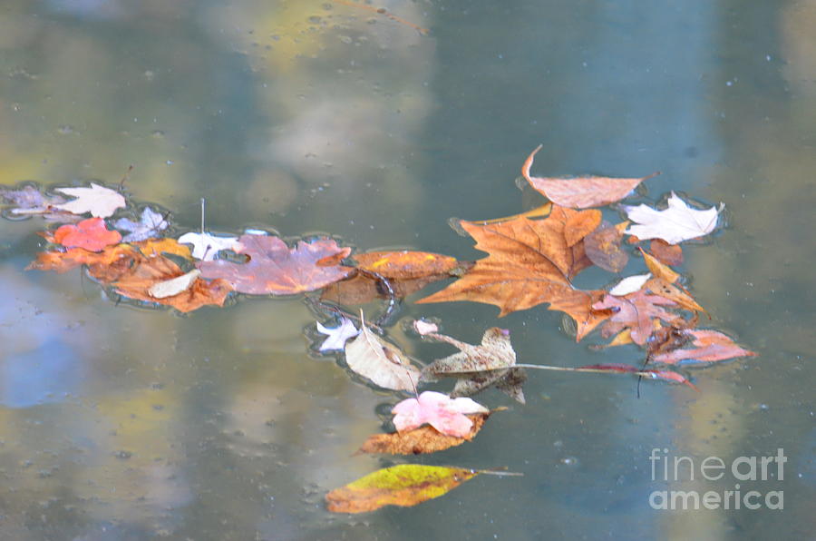 Soft Reflections of Autumn Photograph by Maria Urso