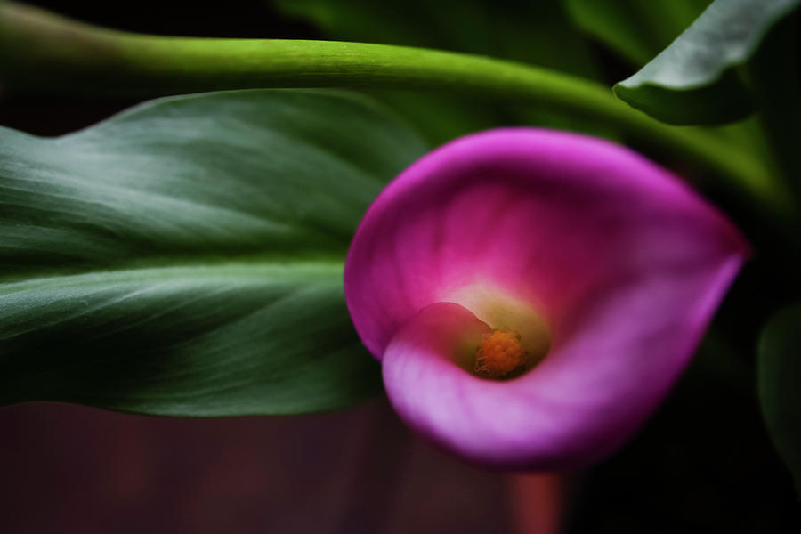 Soft Romantic Purple Calla Lily Photograph by Amy Sorvillo - Fine Art ...