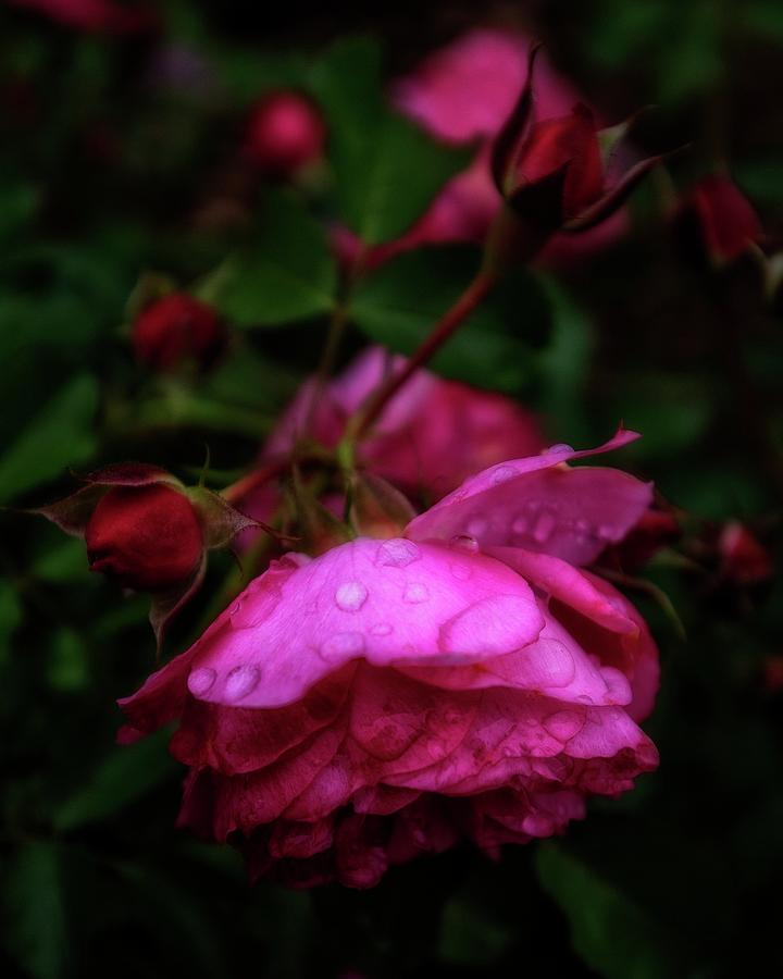Soft Rose After Rain Photograph by Alan Raasch