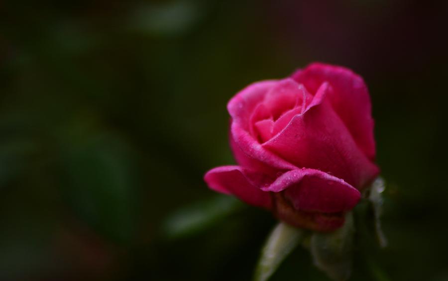 Soft Rose Bud Photograph by Warren Thompson