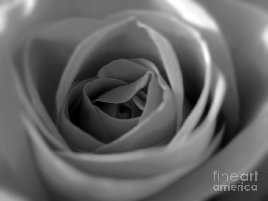 Soft Rose In Black And White Photograph by Nina Ficur Feenan