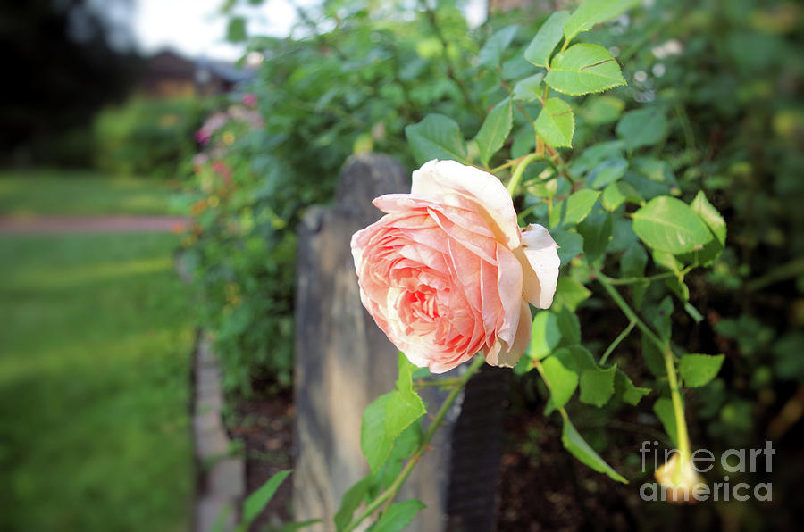 Soft Rose Photograph