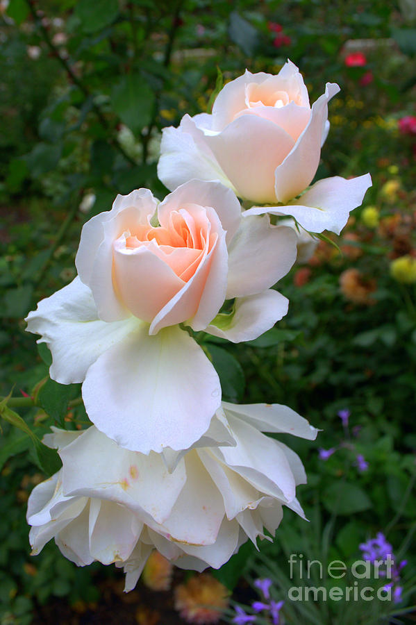 Nature Photograph - Soft Roses by Anjanette Douglas