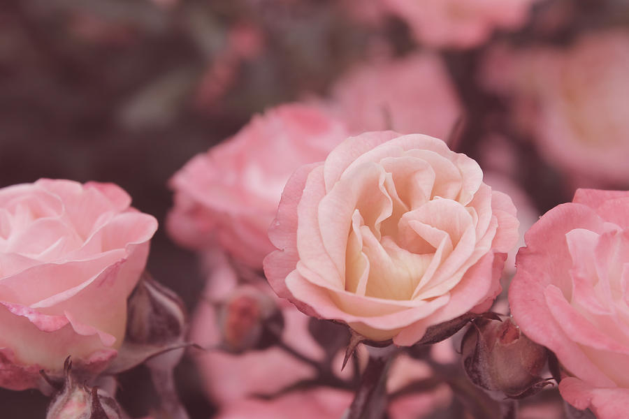 Soft Roses Photograph