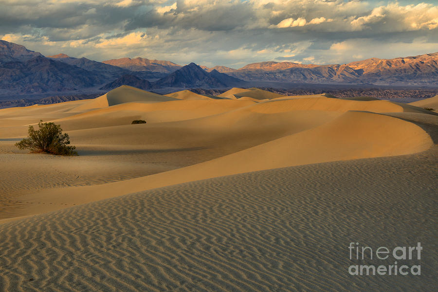 Soft Sand Dune Curves Photograph by Adam Jewell