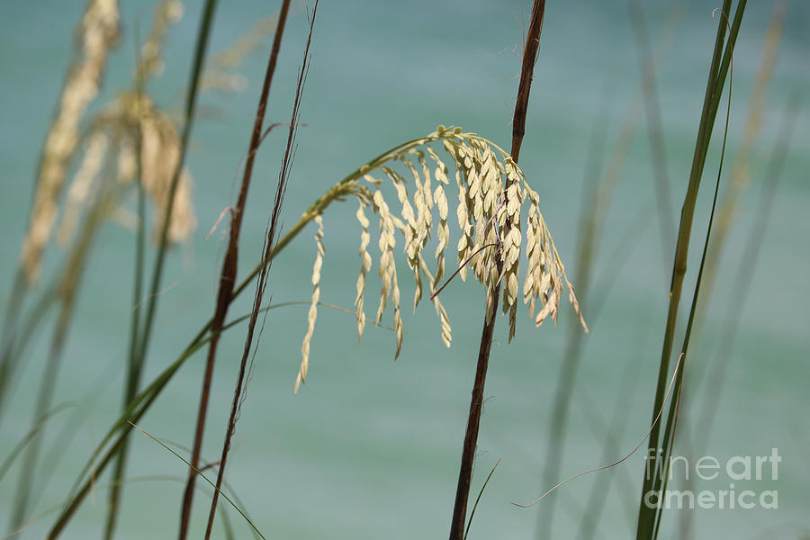 Soft Sea Oats with Turquoise Water Photograph by Carol Groenen