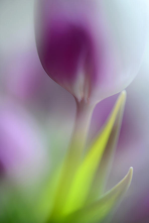 Flower Photograph - Soft Secrets by Heidi Westum