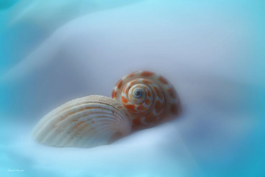 Soft shells Photograph by Linda Sannuti