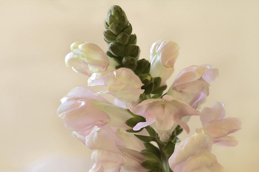 Soft Snapdragons Photograph by Cheryl Day