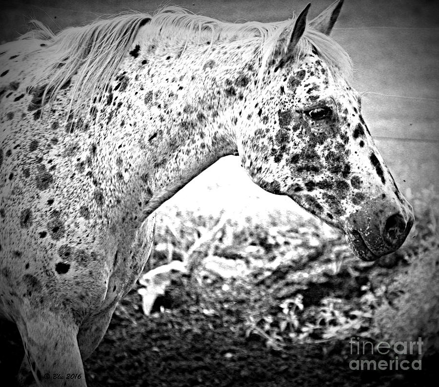 Horse Photograph - Soft Spots by Ann Butler