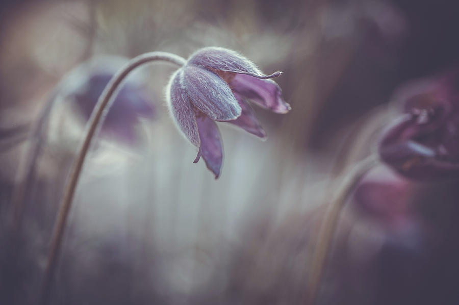 Soft Spring Adagio Photograph by Jenny Rainbow