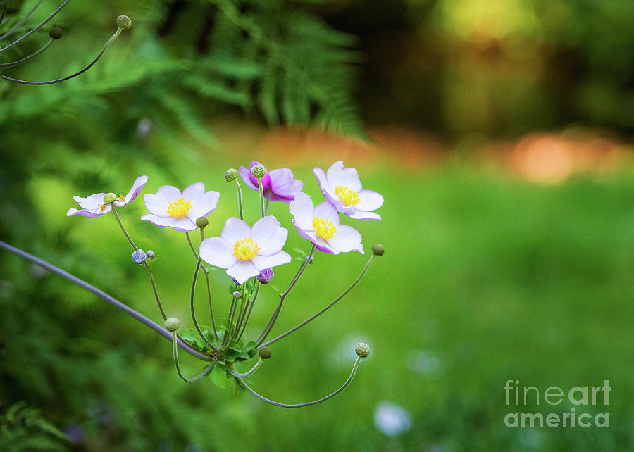 Soft Spring Anemone I Photograph by Karen Jorstad