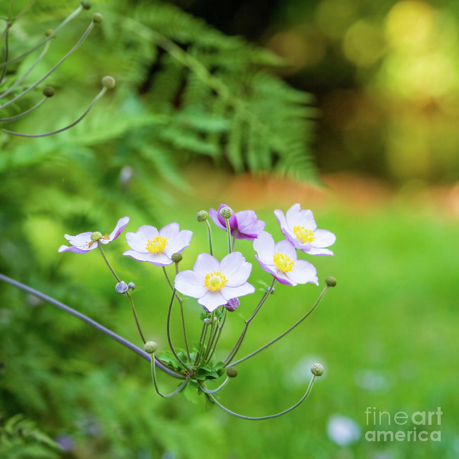 Soft Spring Anemone II Photograph by Karen Jorstad