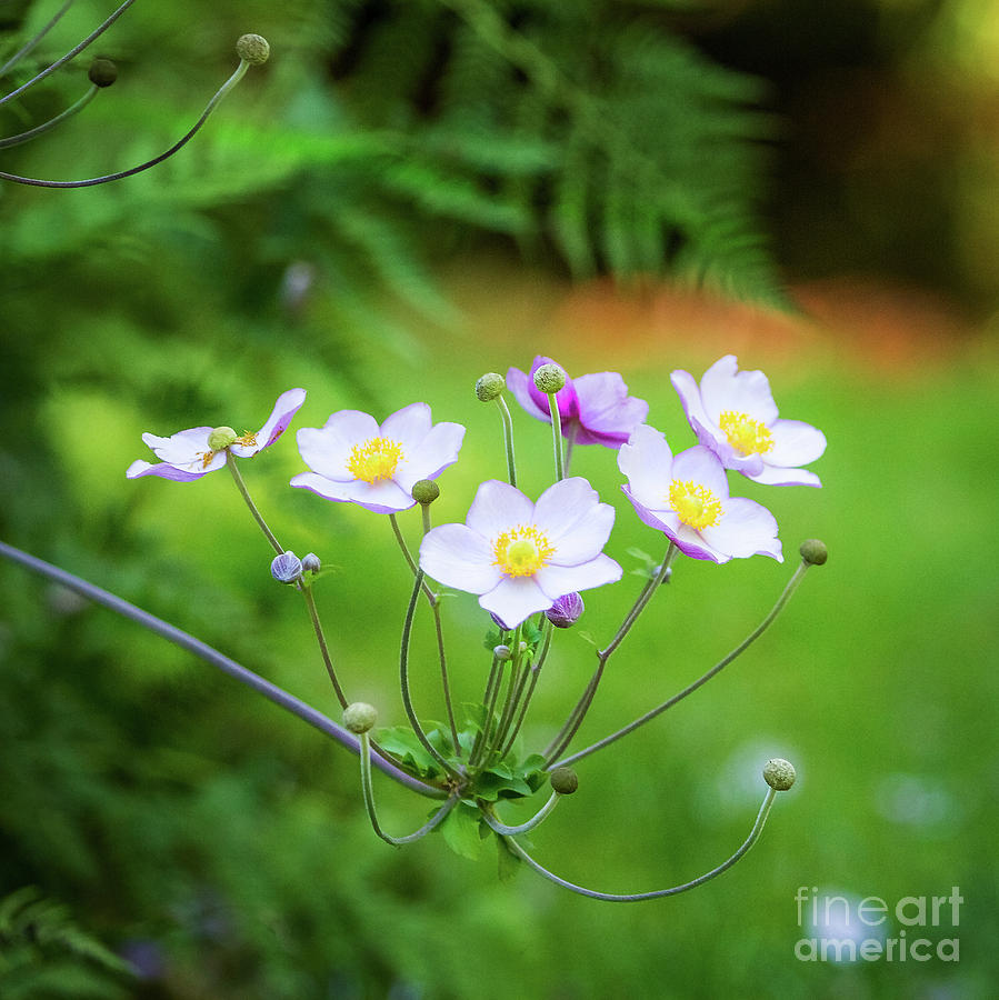 Soft Spring Anemone III Photograph by Karen Jorstad