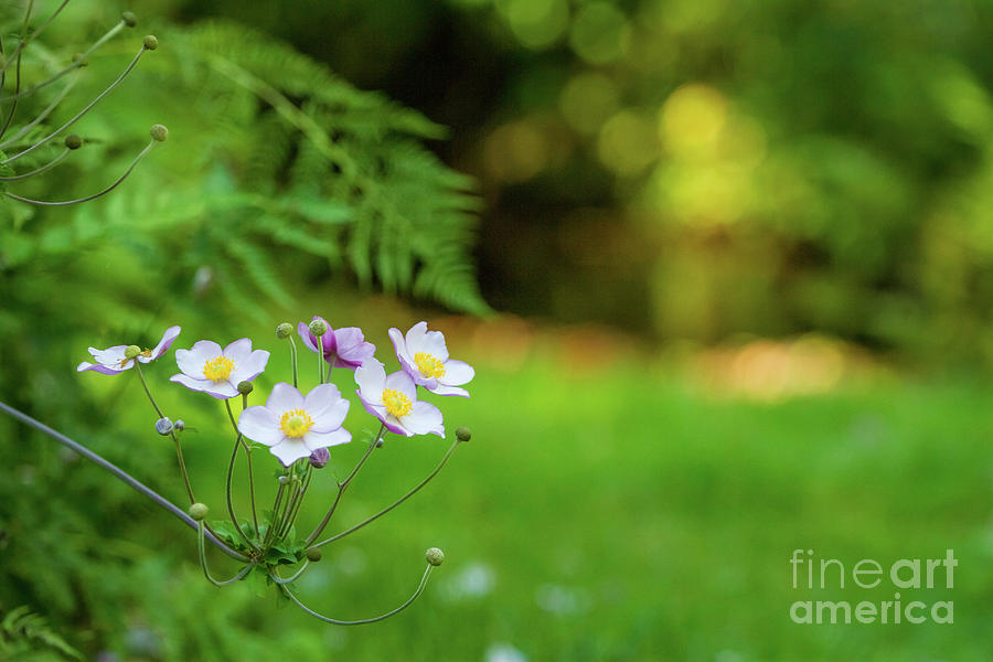 Soft Spring Anemone Photograph by Karen Jorstad