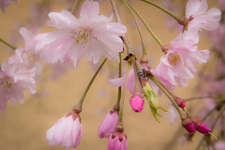 Soft Spring Blossoms Photograph