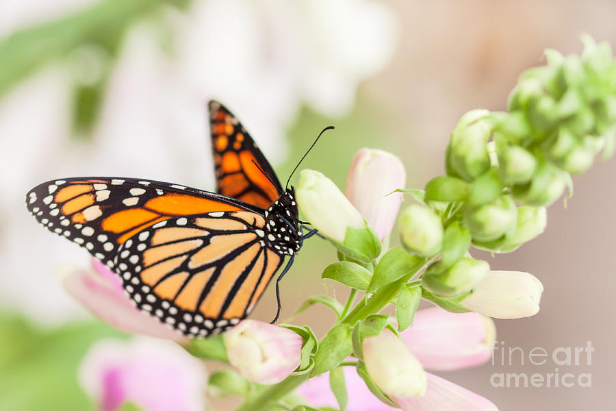 Soft Spring Butterfly Photograph by Ana V Ramirez