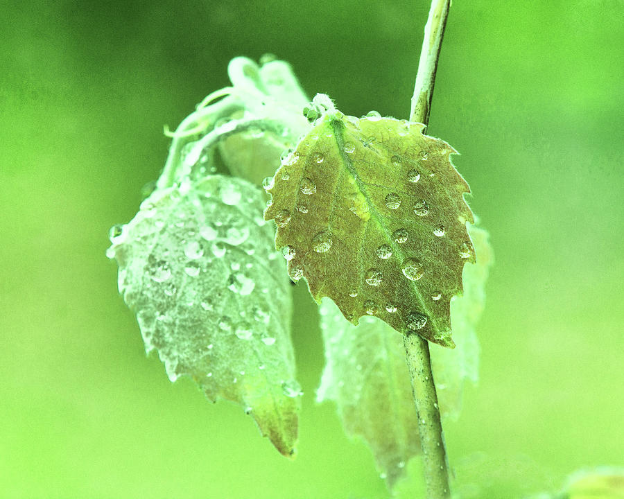 Soft Spring Rains Photograph by Sue Capuano