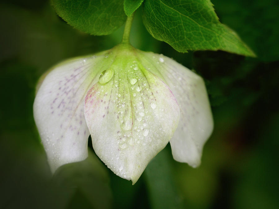 Soft Spring Shower Photograph by Inge Riis McDonald