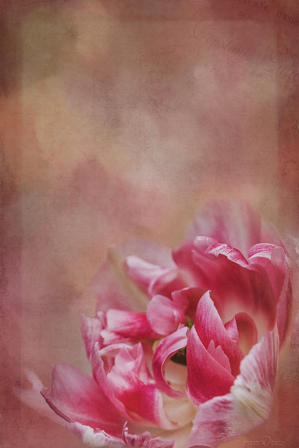 Soft Spring Tulip - Painterly Photograph by Teresa Wilson