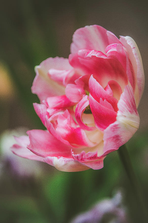 Soft Spring Tulip Photograph by Teresa Wilson