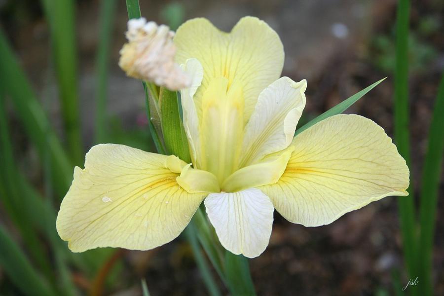 Iris Photograph - Soft Spring Yellow by Jacquie King