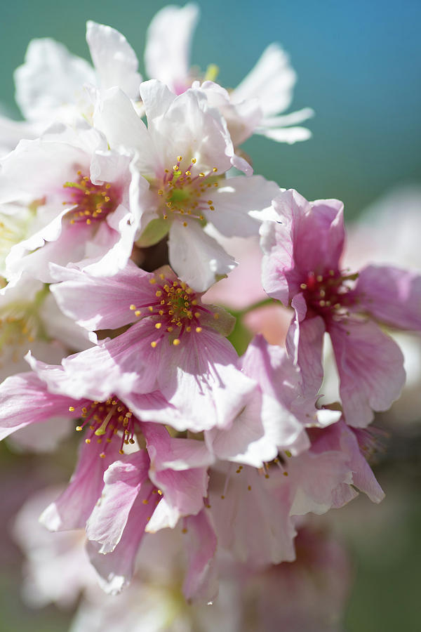 Soft Springtime Cherry Blossoms Photograph by Lynn Bauer