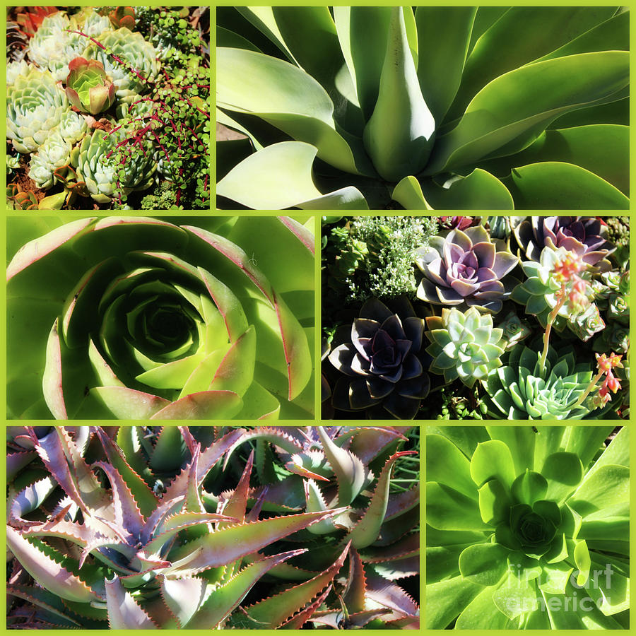 Soft Succulents Collage Photograph by Carol Groenen