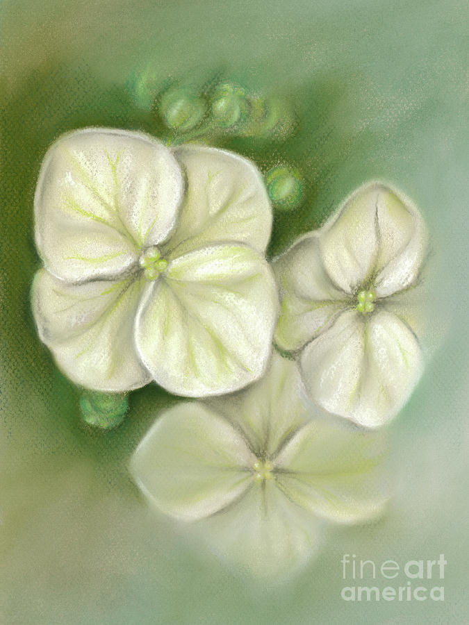 Soft Summer Hydrangea Blossoms Painting by MM Anderson