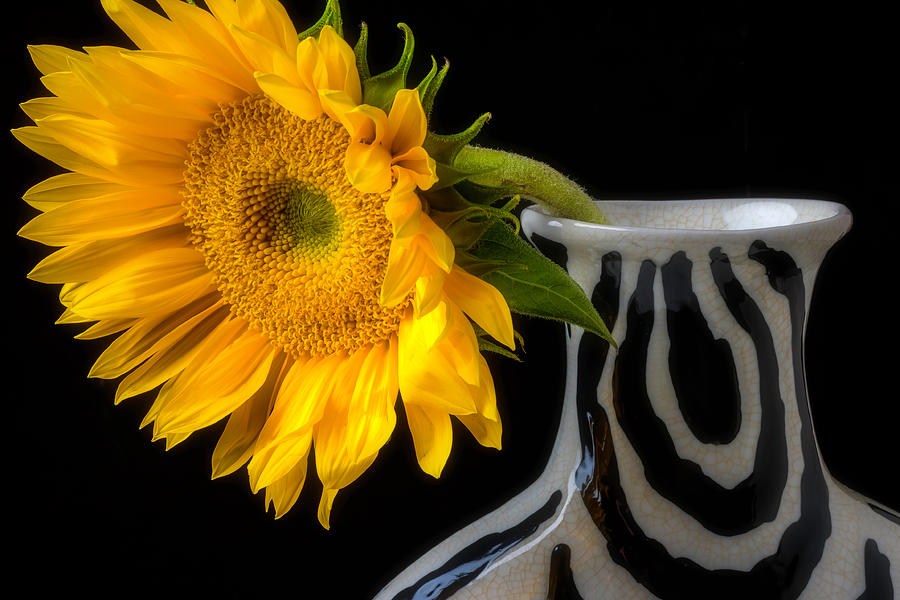 Soft Sunflower In Vase Photograph by Garry Gay
