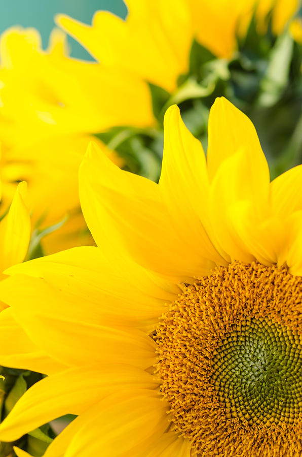 Soft Sunflowers Photograph by Margaret Pitcher