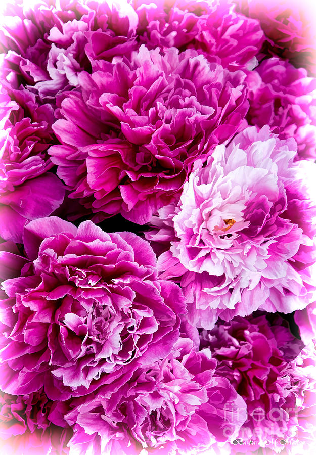 Flower Photograph - Soft Sweet Pink Peonies by Barbara McMahon