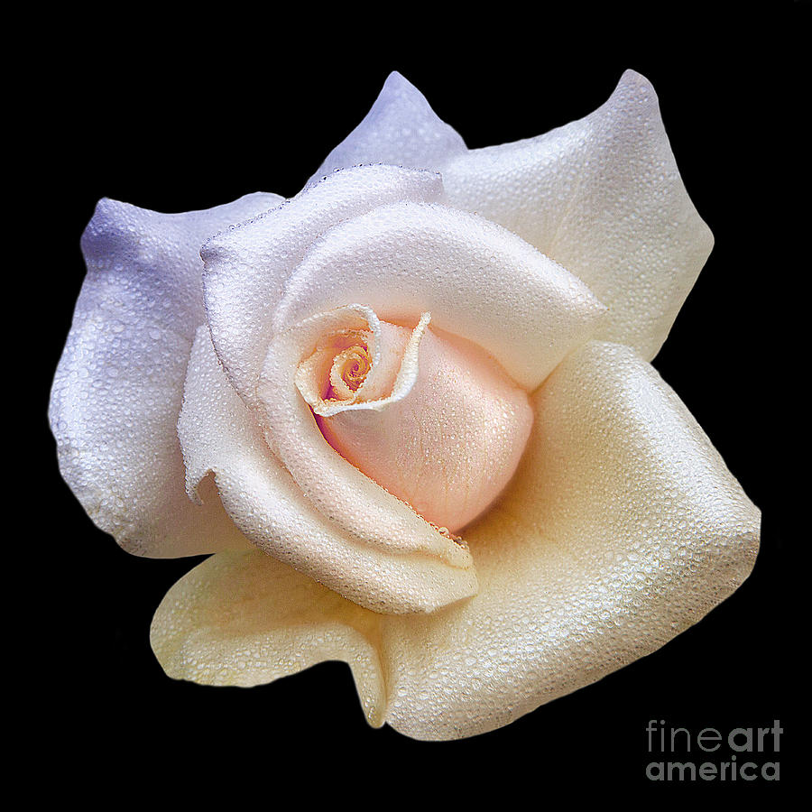 Soft Sweet Rain Drops On White Rose Blossom Photograph by Jerry Cowart
