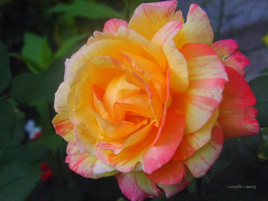 Soft Swirl Pastel Rose Photograph by Lingfai Leung