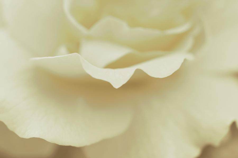 Soft Tender Rose Photograph by The Art Of Marilyn Ridoutt-Greene