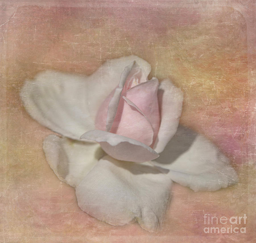 Soft Textured Rosebud Photograph by Teresa Wilson