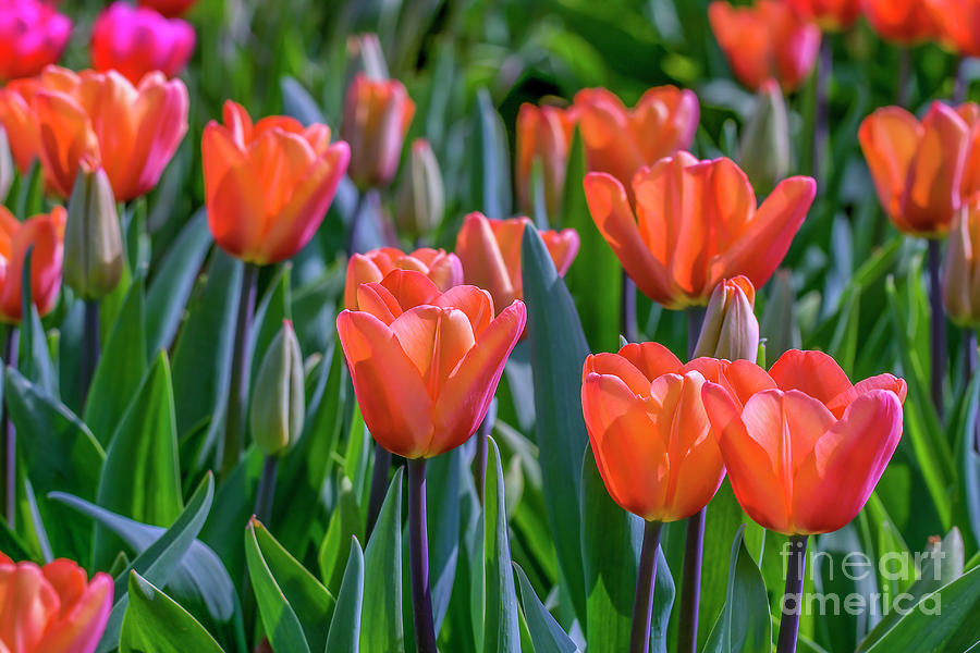 Soft toned colored tulips Photograph by Patricia Hofmeester