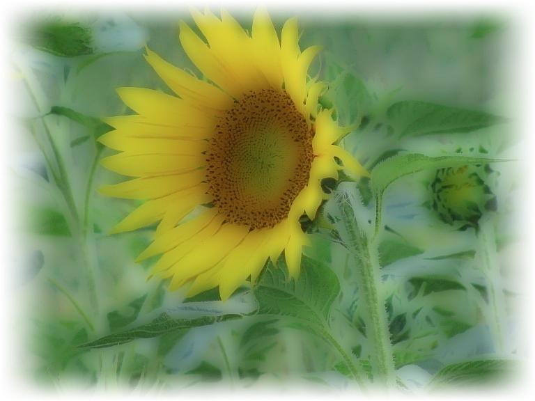 Soft Touch Sunflower Photograph