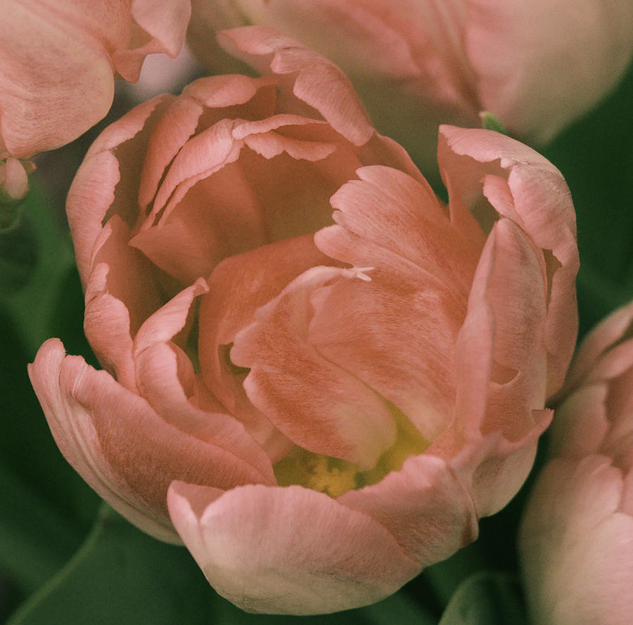 Soft Tulip Photograph by Cathy Donohoue