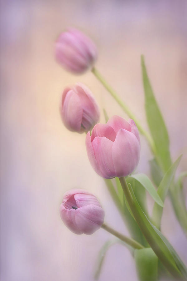 Soft  Pink Tulips Photograph by Ann Bridges