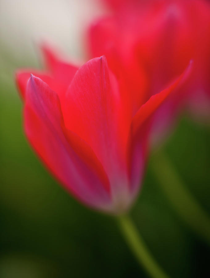 Flower Photograph - Soft Tulips by Mike Reid