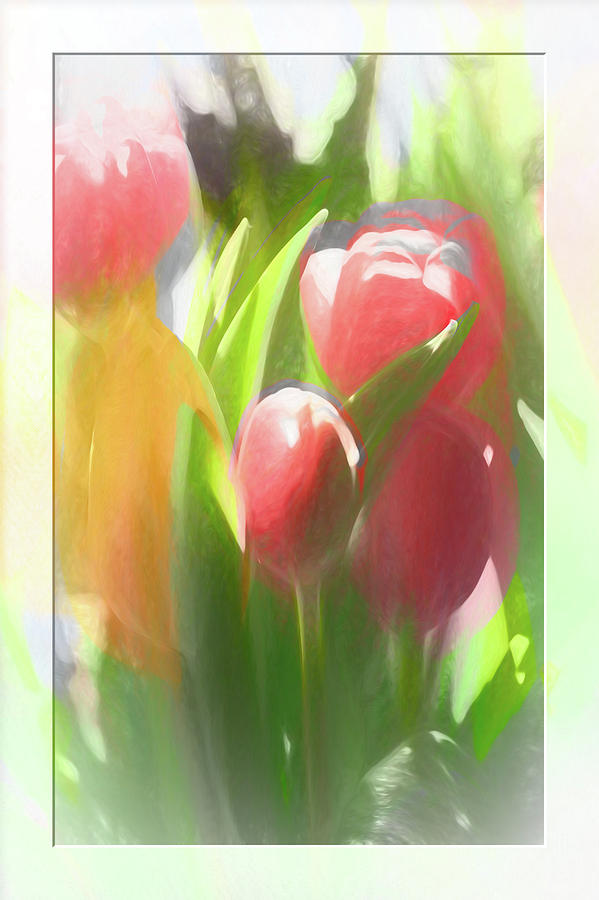 Soft Tulips Photograph by Natalie Rotman Cote