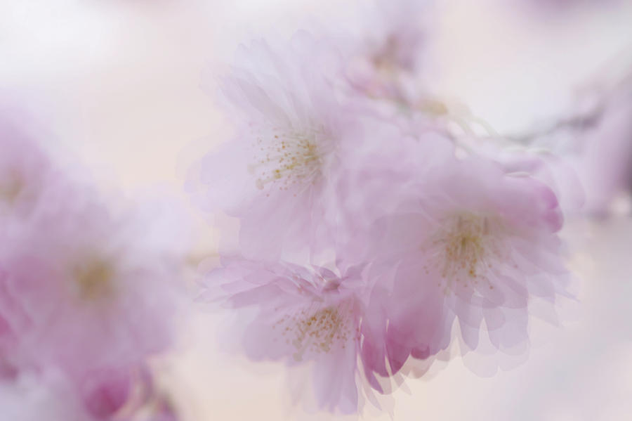 Soft Vibrations. Spring Pastels Photograph by Jenny Rainbow