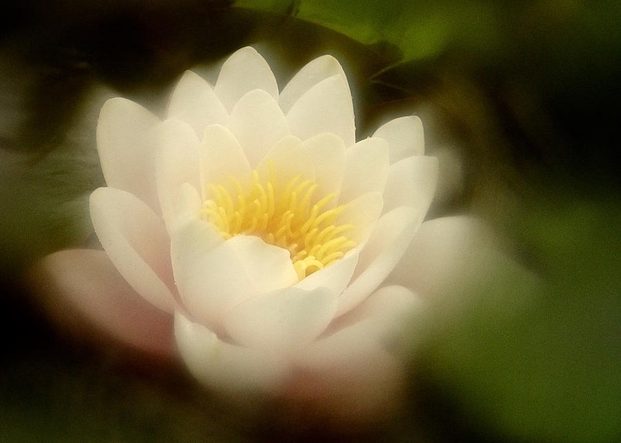 Soft Water Lily Photograph by Richard Cummings