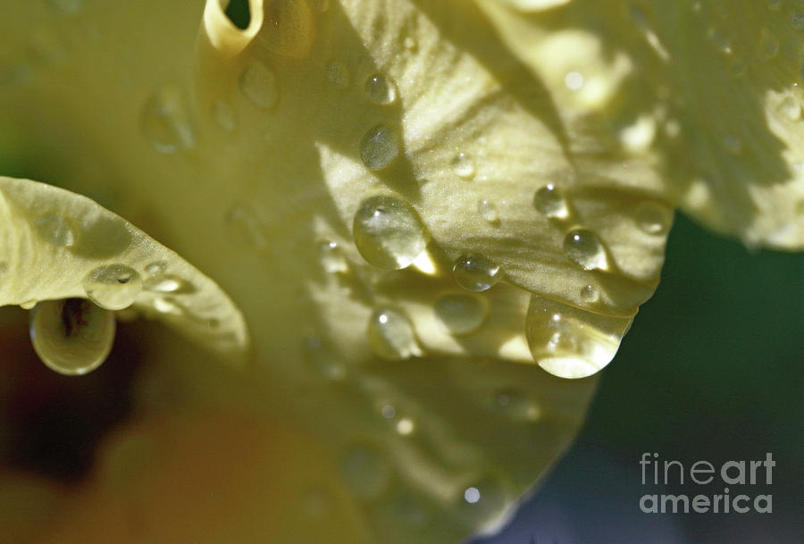 Soft, Wet and Yellow Photograph by Mary Haber