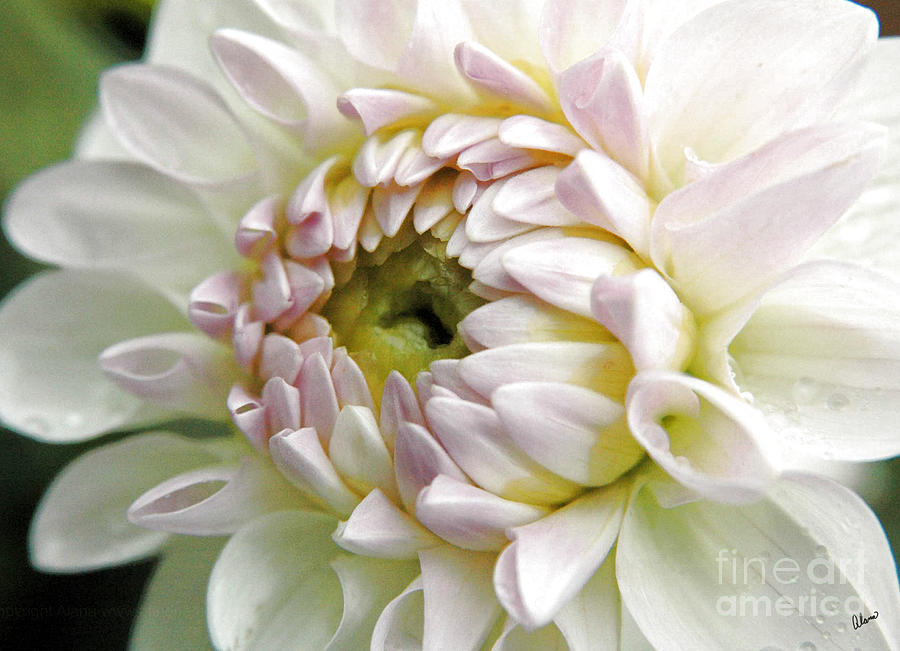 Soft White and Pink Dahlia Photograph by Alana Ranney