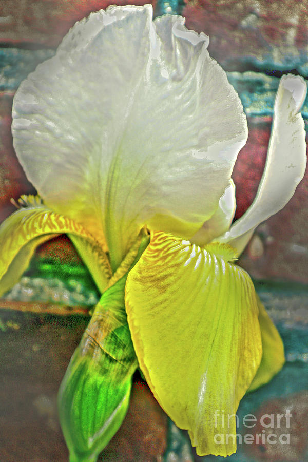 Soft White and Yellow Iris Photograph by Sandy Moulder